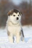 ALASKAN MALAMUTE 318